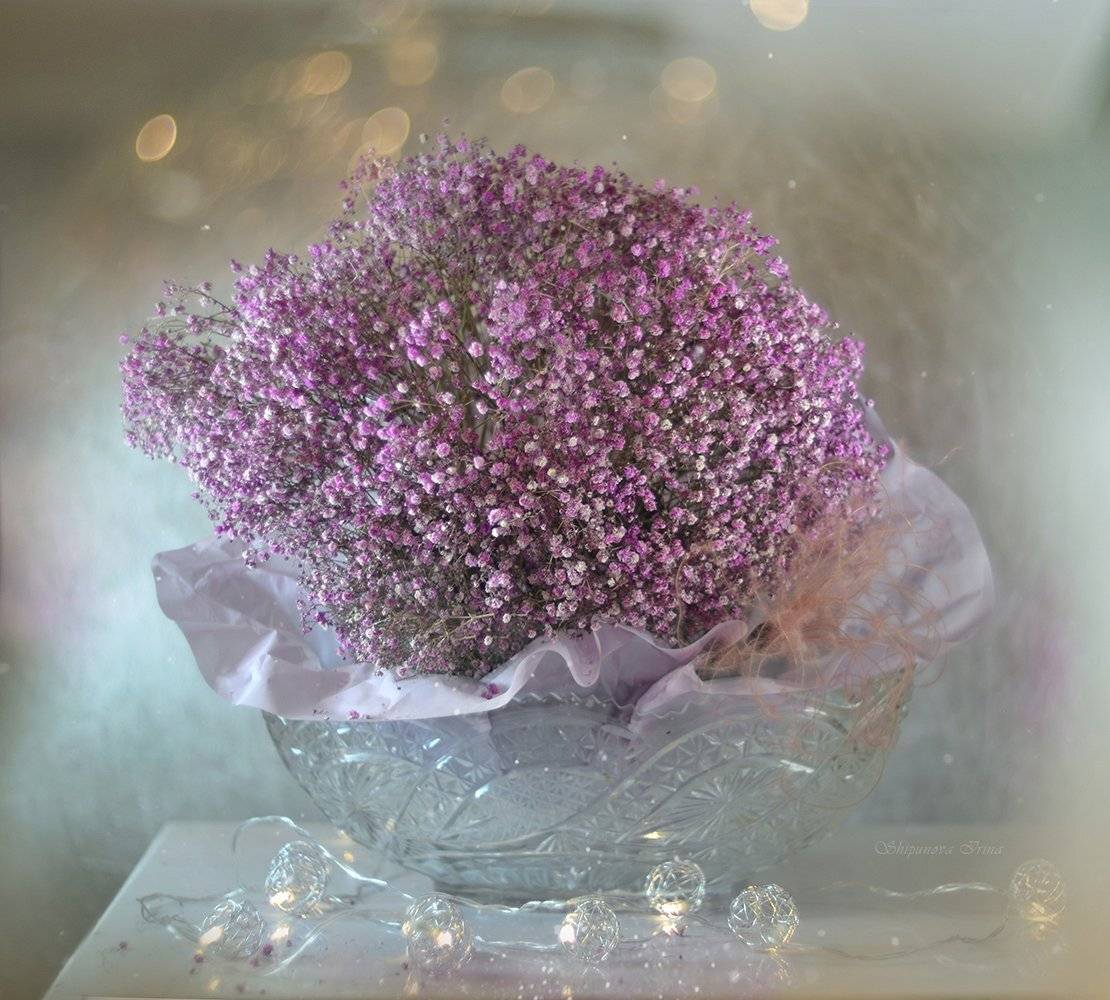 , Шипунова Ирина