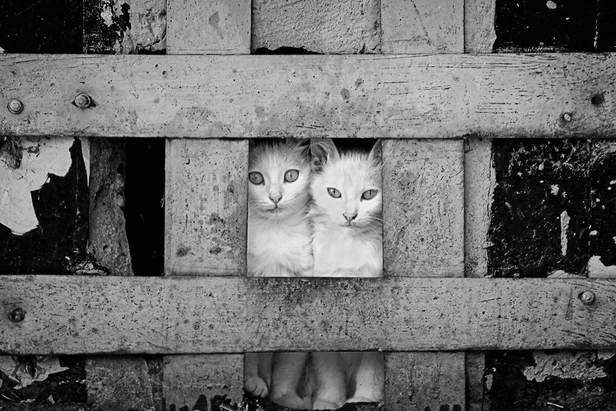 , Руслан Ахметшин