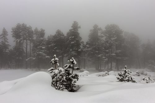 small Christmas trees...