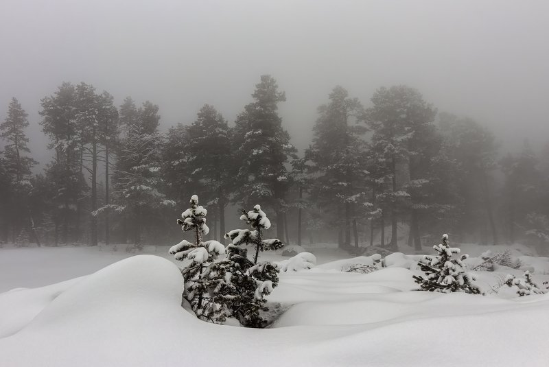 горы, эльбрус,кавказ,туман small Christmas trees... фото превью