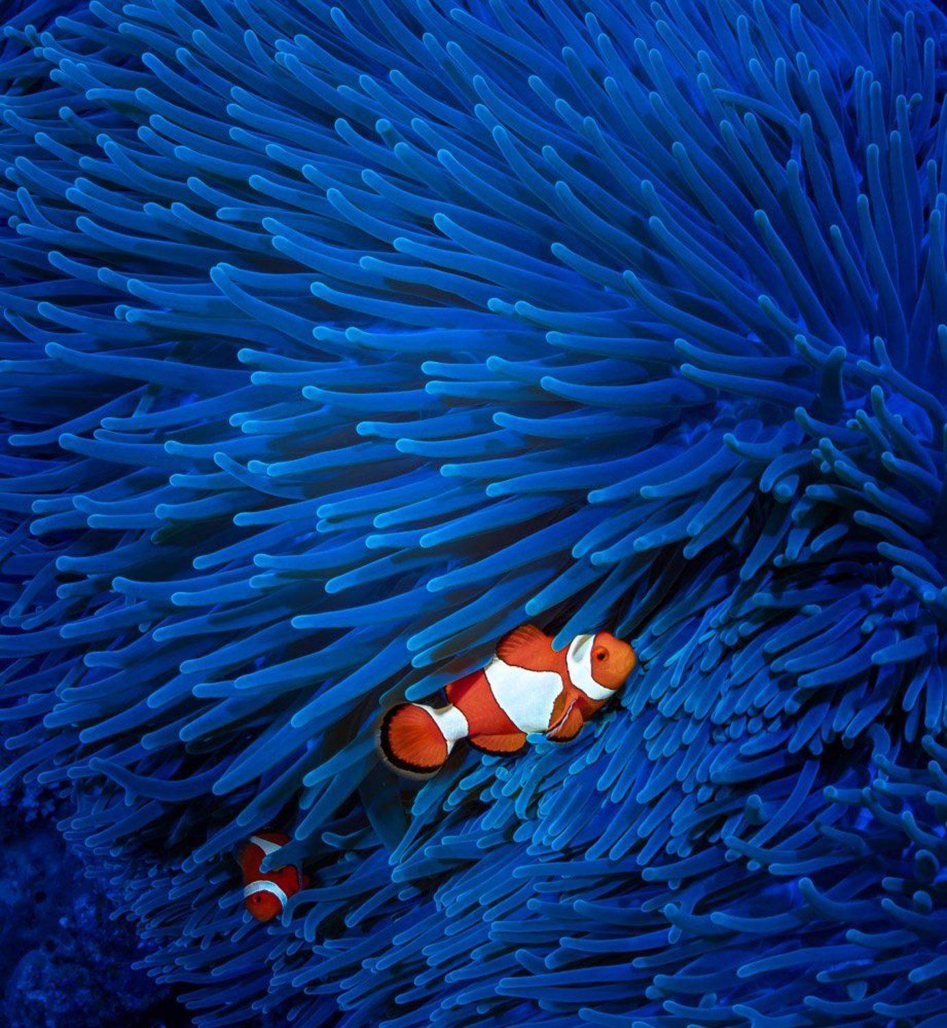 , Андрей Савин