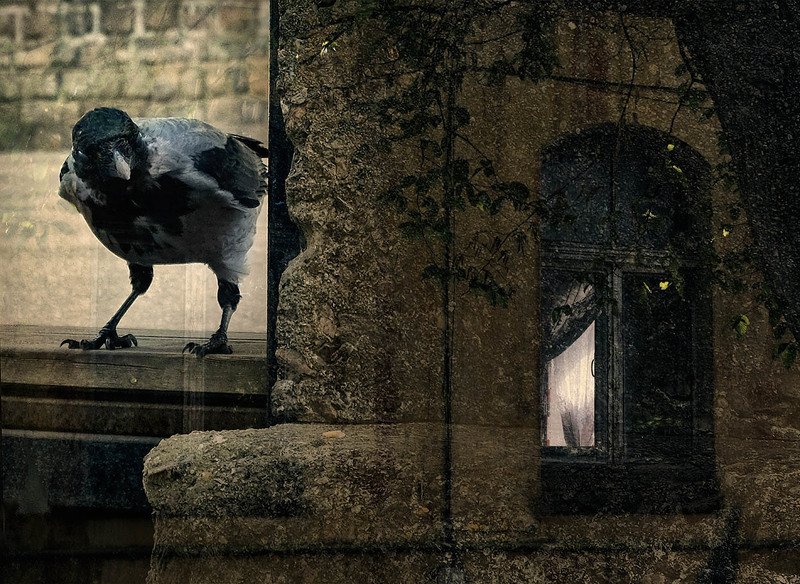 Немного из Калининграда фото превью