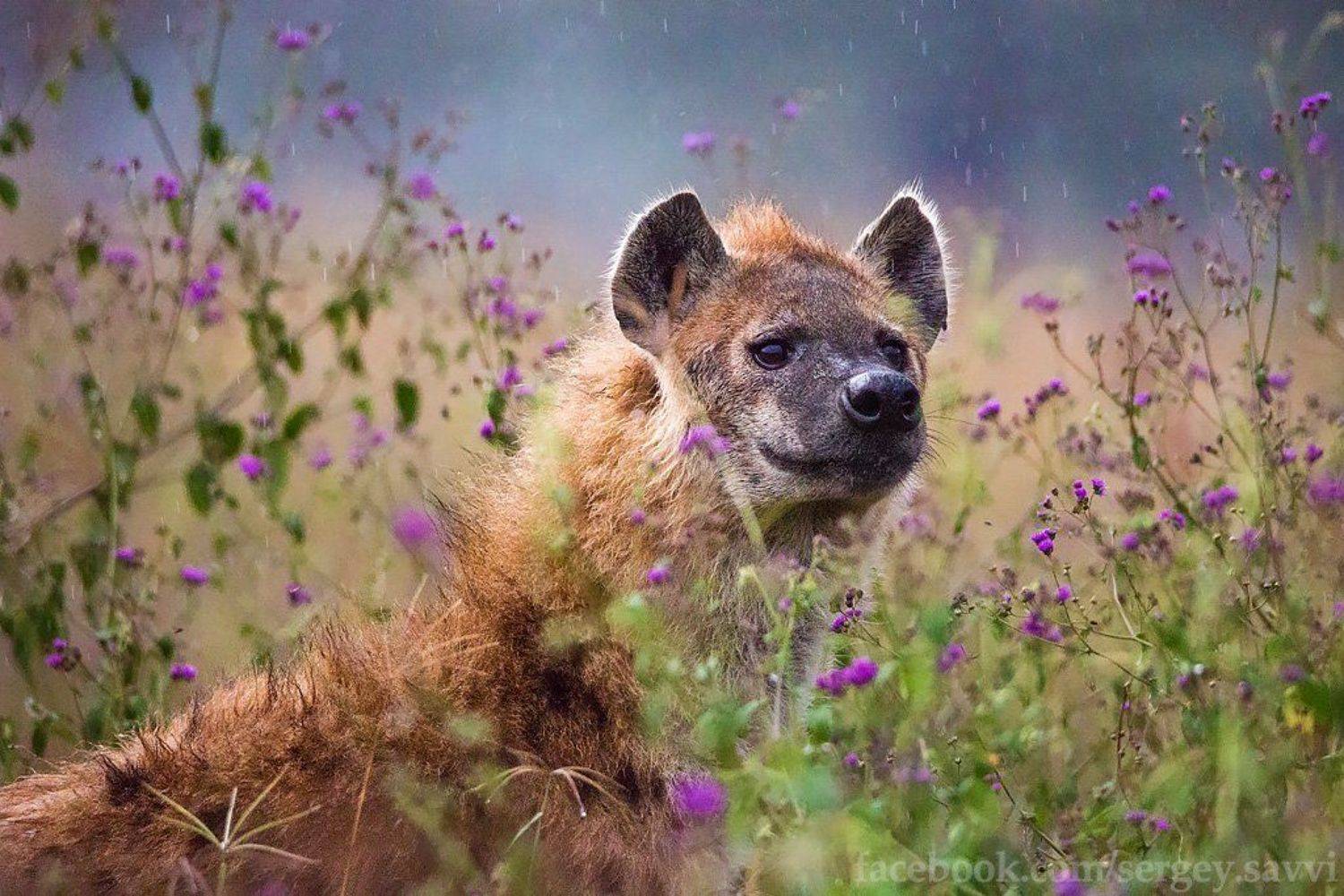 , Сергей Савви