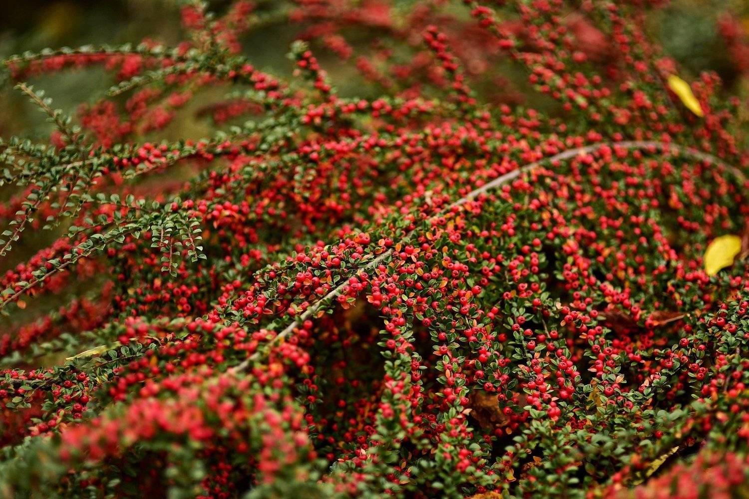, Владимир Леликов-Кузьменко