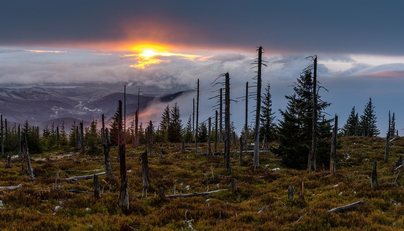 dead forest фото превью