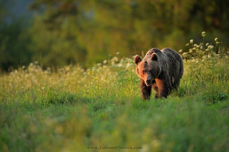 wildlife, bear, sunset, nature, ursus arctos Summer memories фото превью