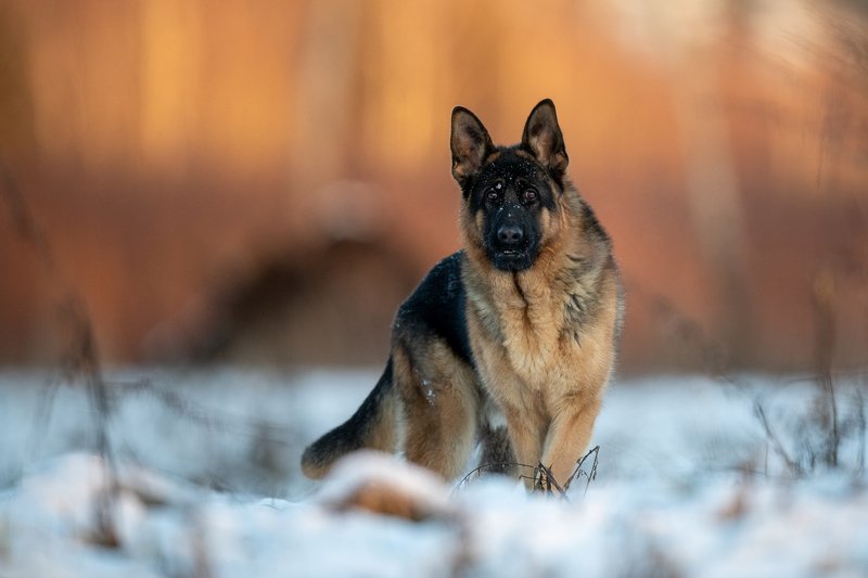 Arax фото превью
