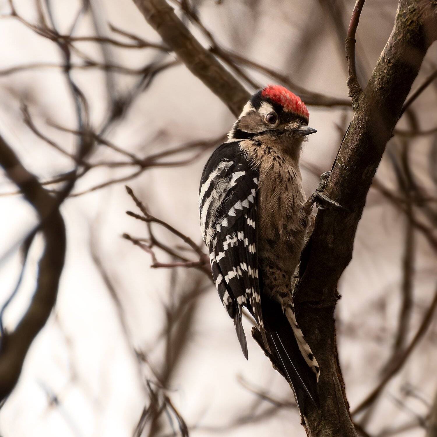 малый, пестрый, дятел, Алексей Рыльский