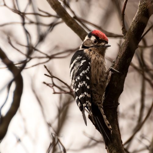 Пестрый в пасмурный день
