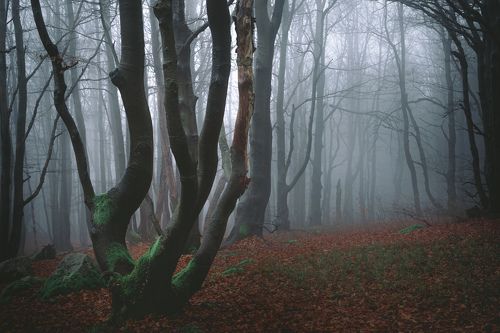 Foggy forest