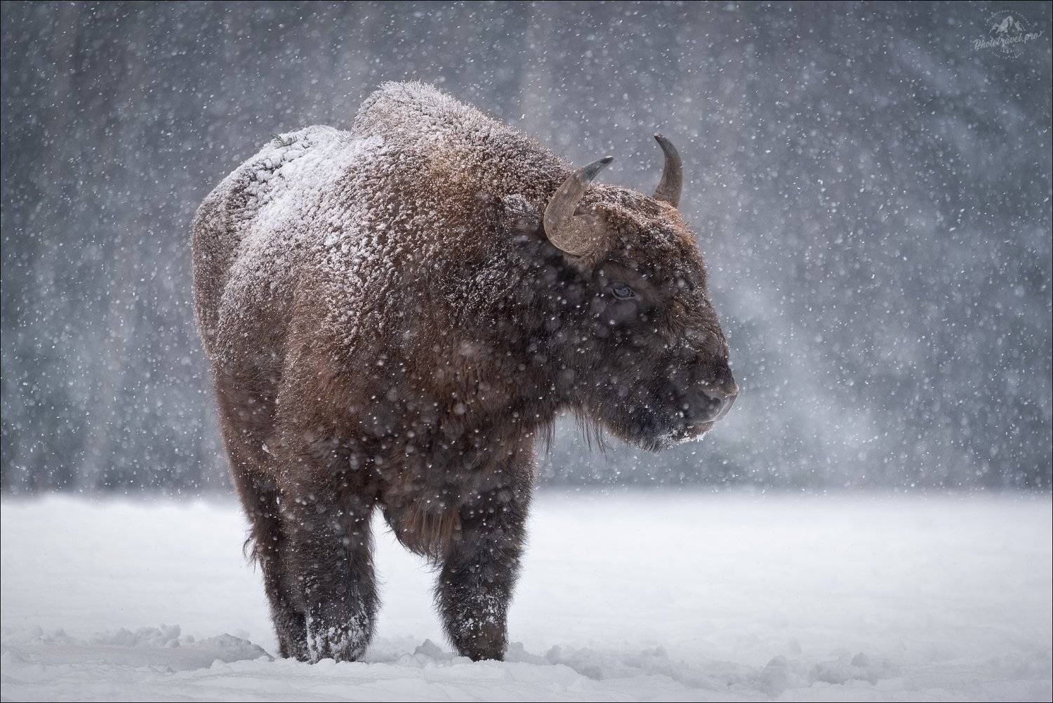 беларусь, зубр, красный бор, зима, год быка, 2021, wisent, aurochs, winter, Влад Соколовский