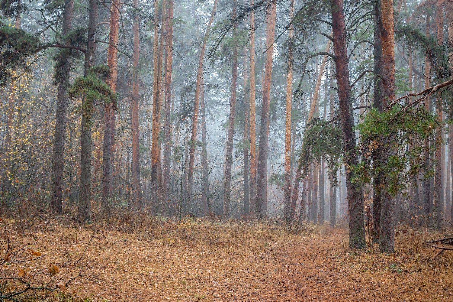сосны, природа, осень, октябрь, лес, заповедник, Руслан Востриков