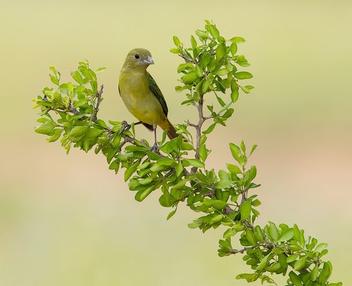 Female.Painted bunting .Cамка. Расписной овсянковый кардинал