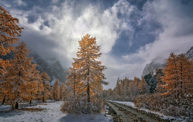 Осенние  лиственницы.. фото превью