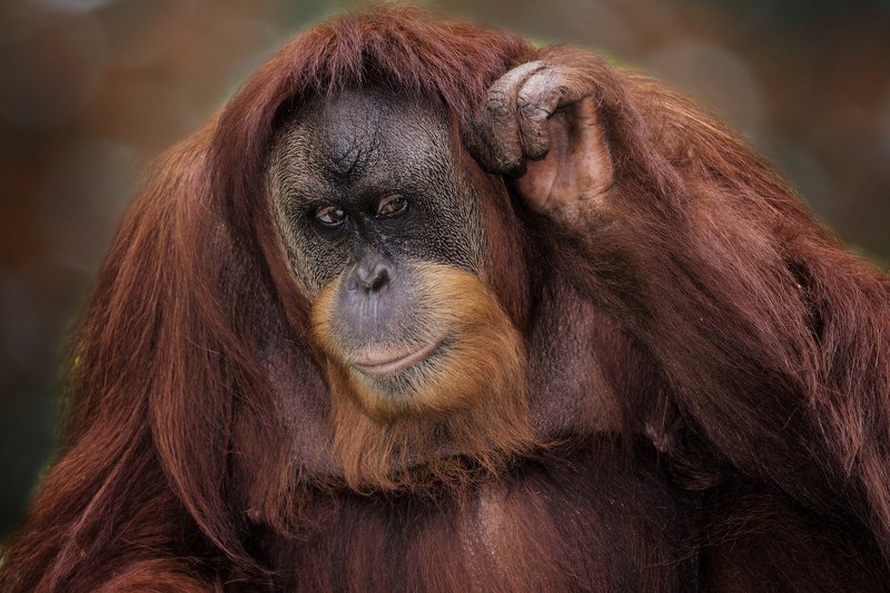 #borneoorangutan #primate I can not hear You !! фото превью