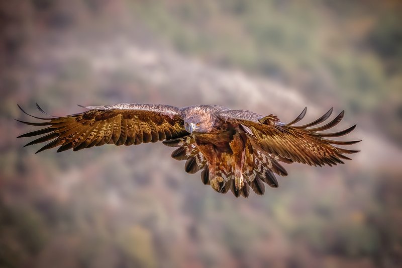 Golden eagle (Aquila chrysaetos)... фото превью