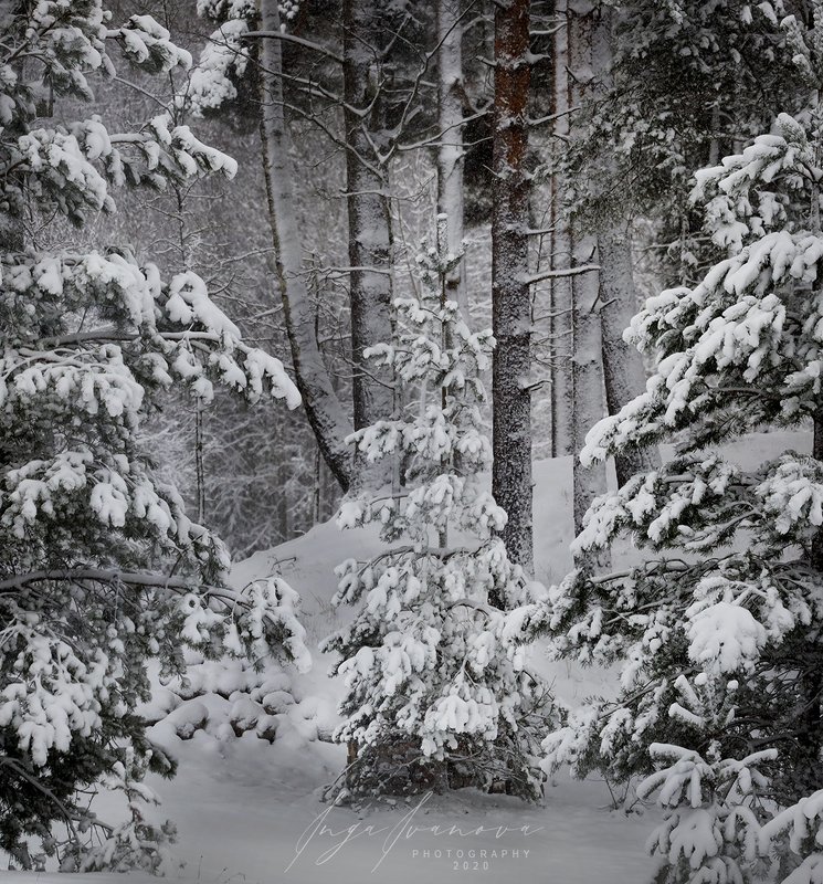 Прекрасный вид с окна 26.12.2020. фото превью