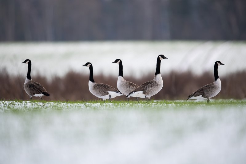 Kanadas zosis (Branta canadensis) фото превью