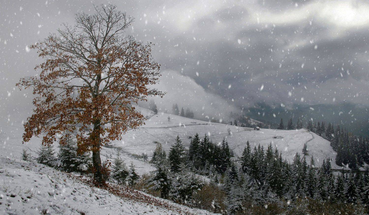 , Милокост Алексей