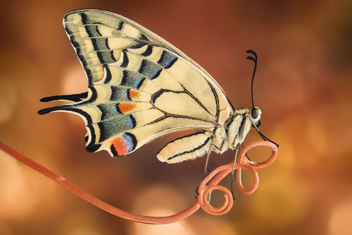 Macro