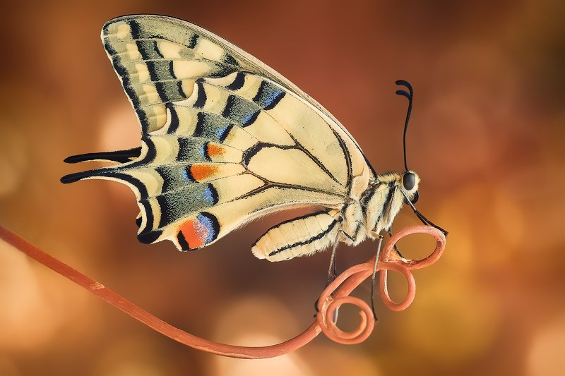 Macro фото превью