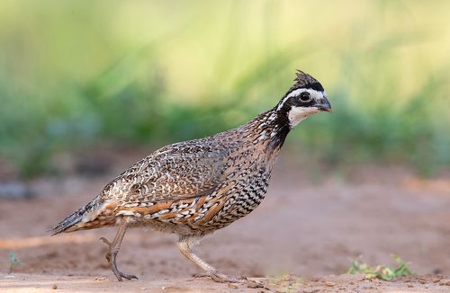 Northern Bobwhite - Виргинская американская куропатка