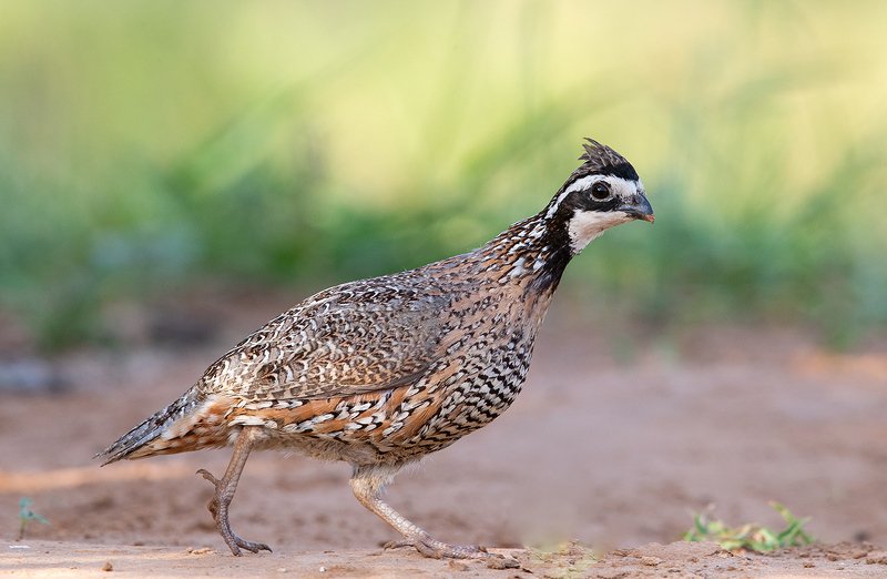 northern bobwhite, виргинская американская куропатка, американская куропатка,техас Northern Bobwhite - Виргинская американская куропатка фото превью