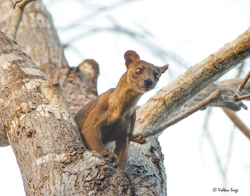 мадагаскар, живая природа, фосса, Cryptoprocta ferox, fossa, Eupleridae, madagascar, фотоохота, wildlife Гроза Мадагаскара фото превью