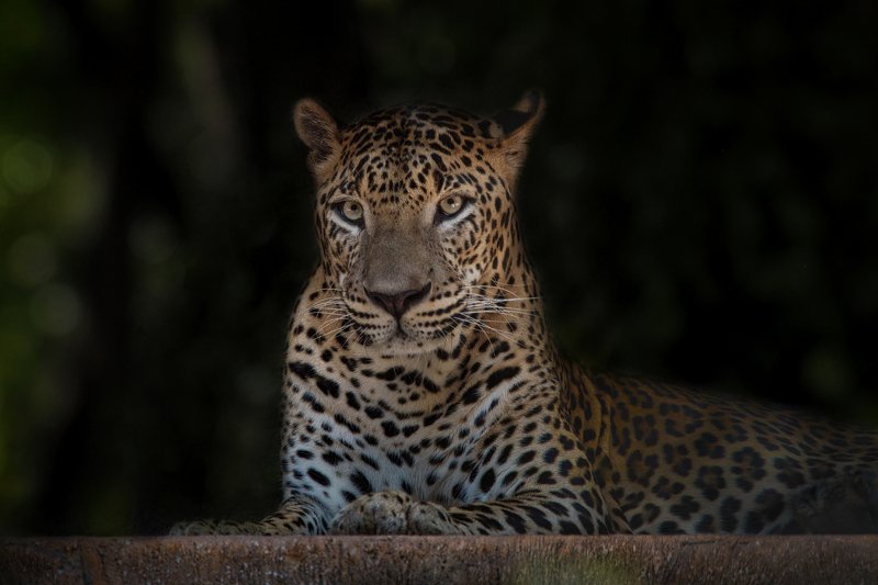 #leopard #macantutul #panthera tigris Observed фото превью