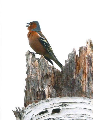 Серенада для любимой.