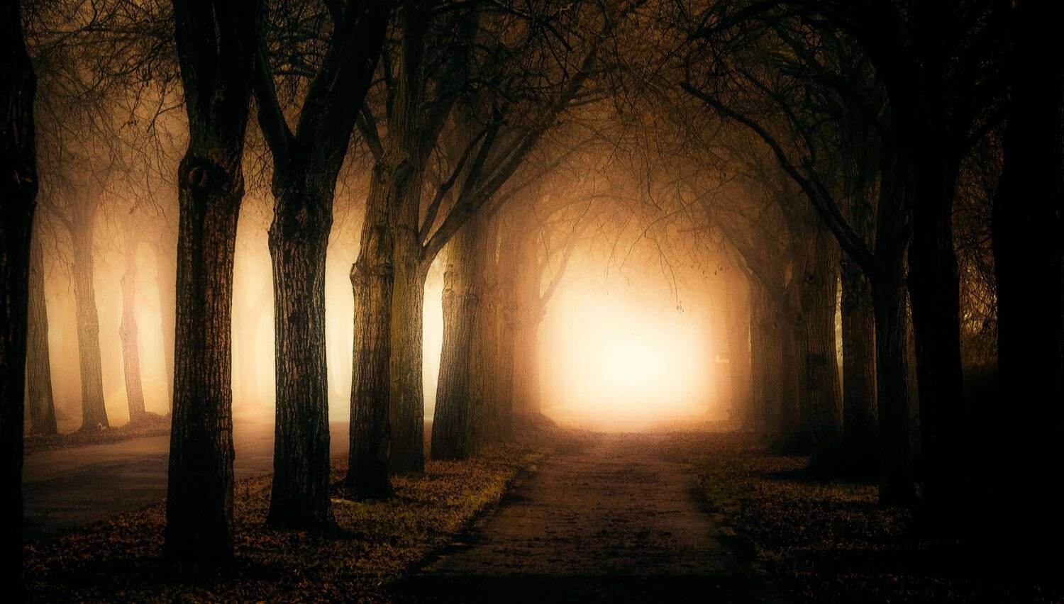 the dark alleymistlightfogautumnroadtreesatmosphere, Krzysztof Tollas