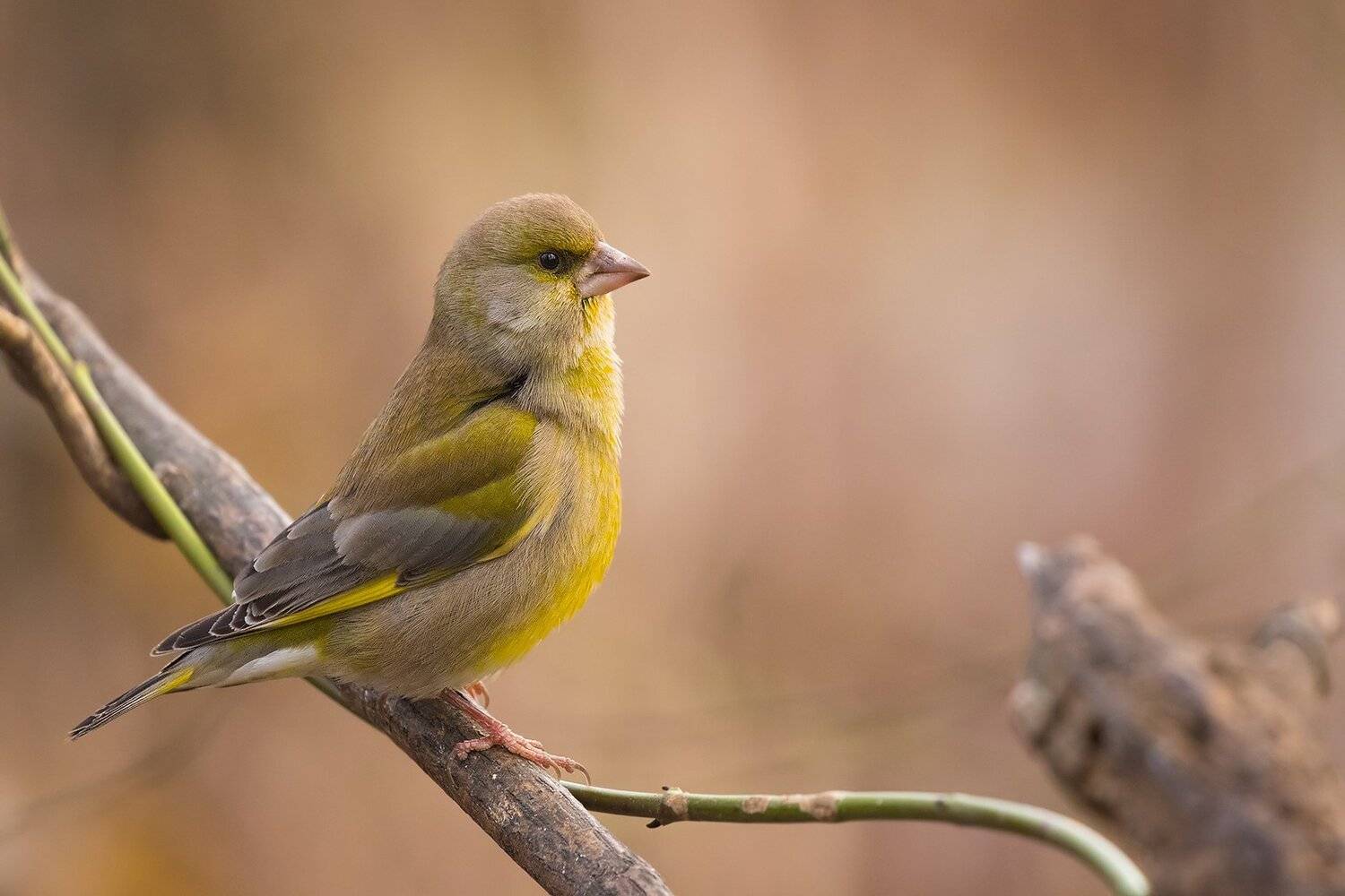 , Robert Adamec