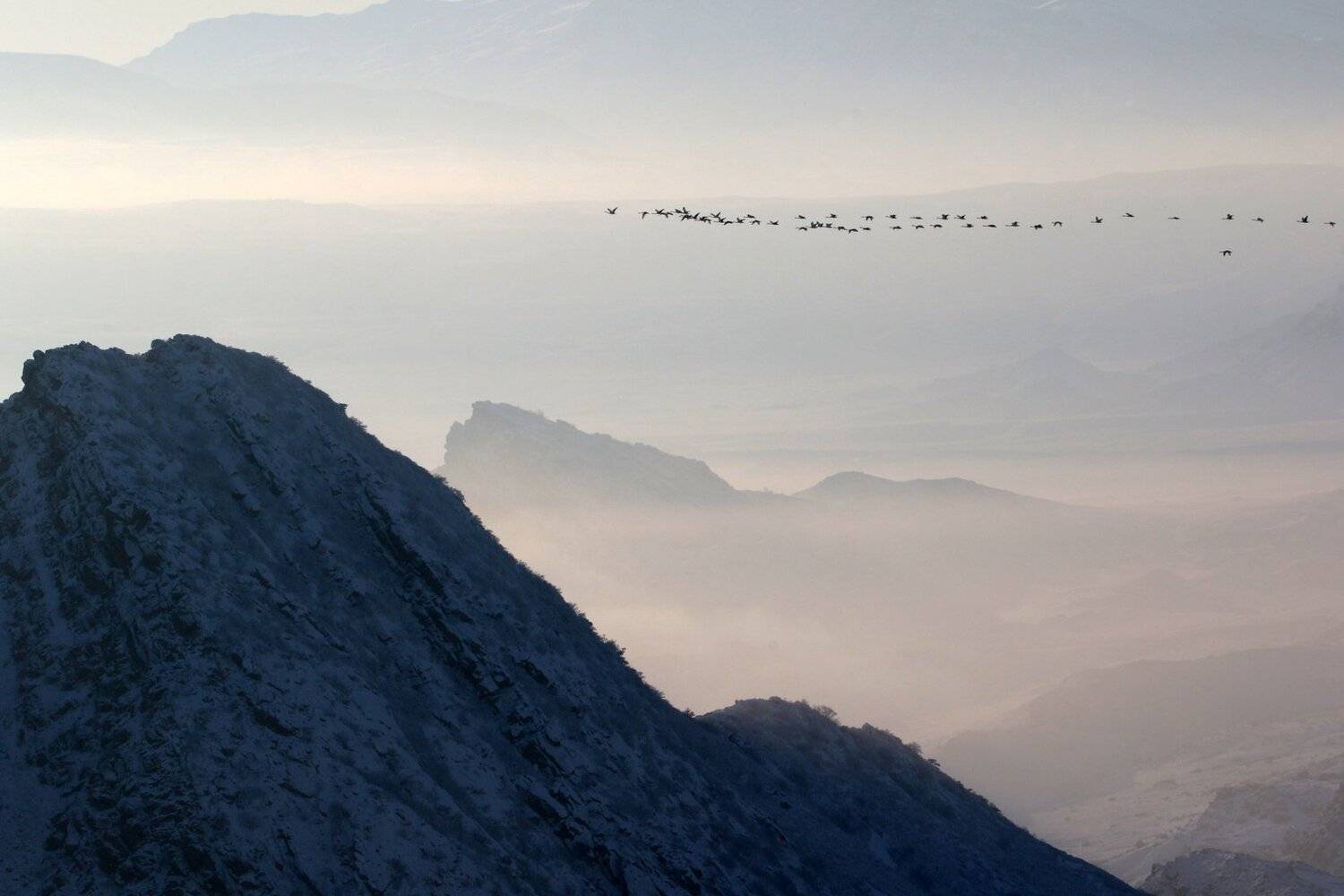 гуси,птицы,перелётные птицы,горы,зима,дагестан,, Marat Magov