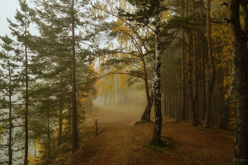 пейзаж,туман,октябрь,лес Утро в лесу фото превью