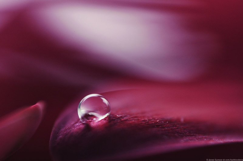 макро, гербера *** фото превью