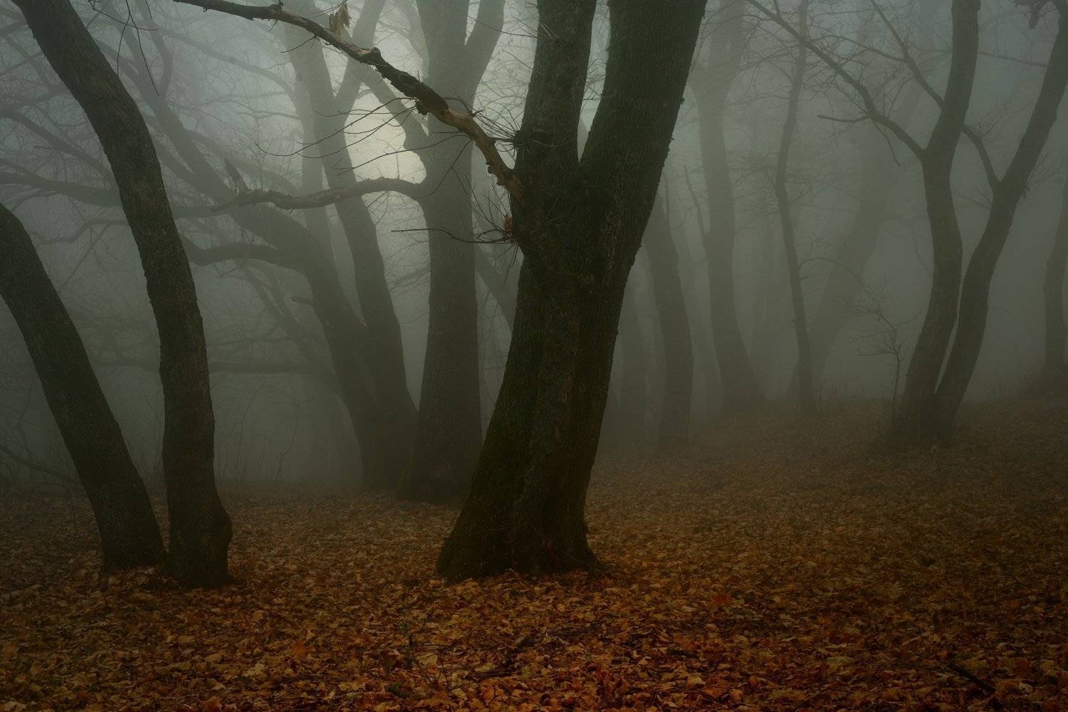 зима туман лес утро, Александр Жарников