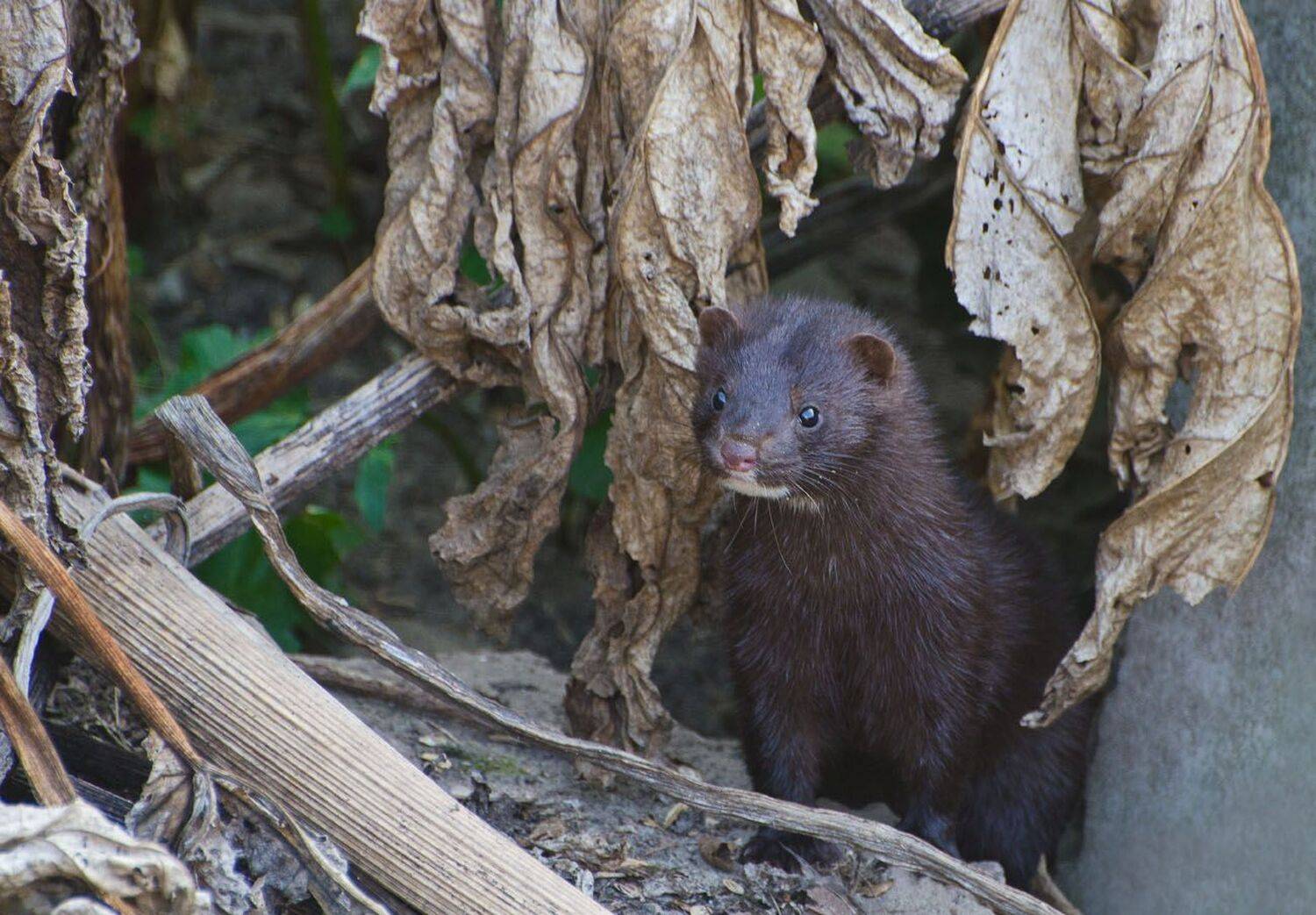 американская норка, Михаил Агеев