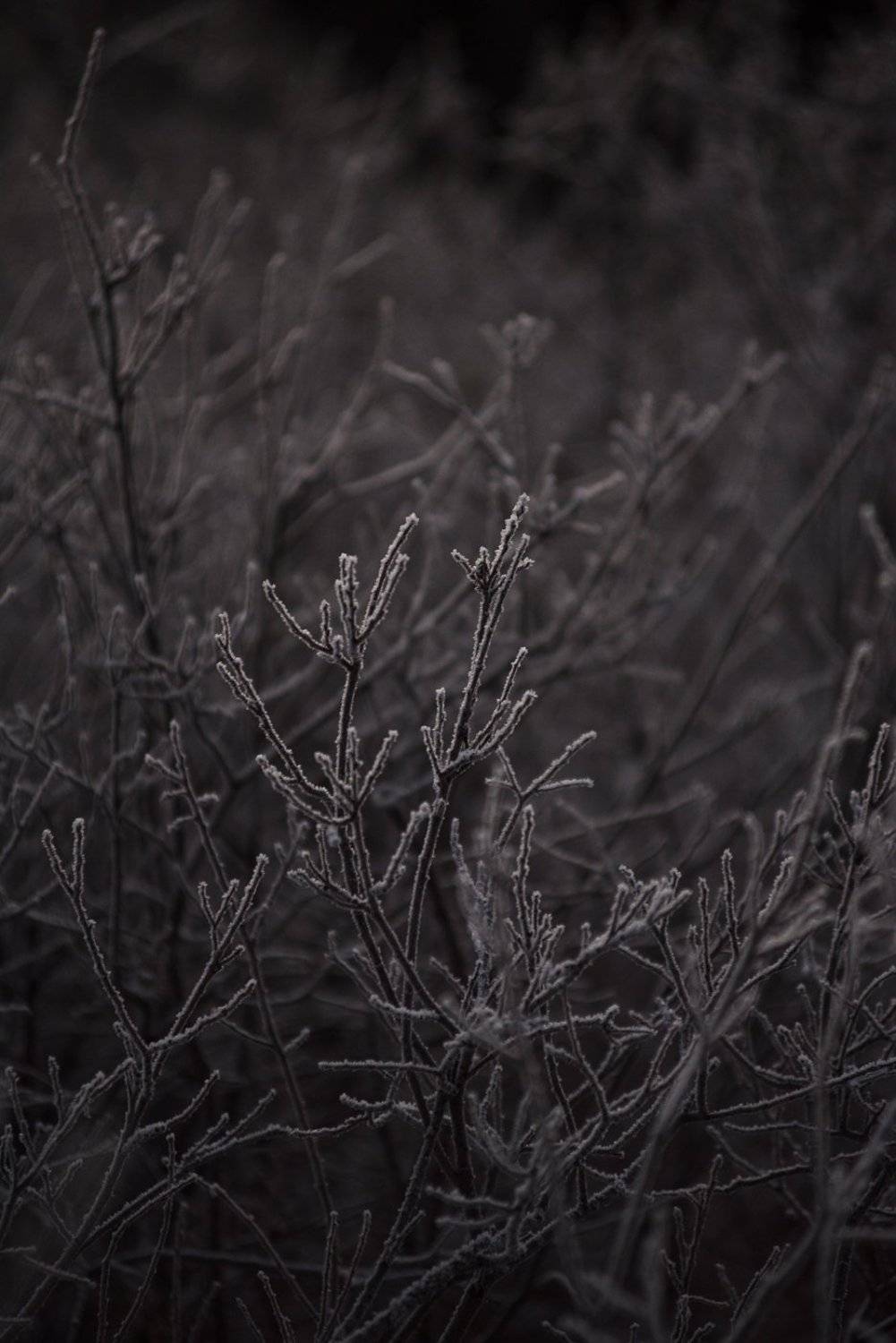 , Григорий Пиль