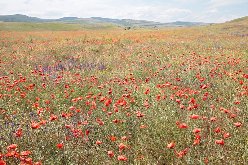 маки, поле, пейзаж, степь, крым Маковое поле фото превью