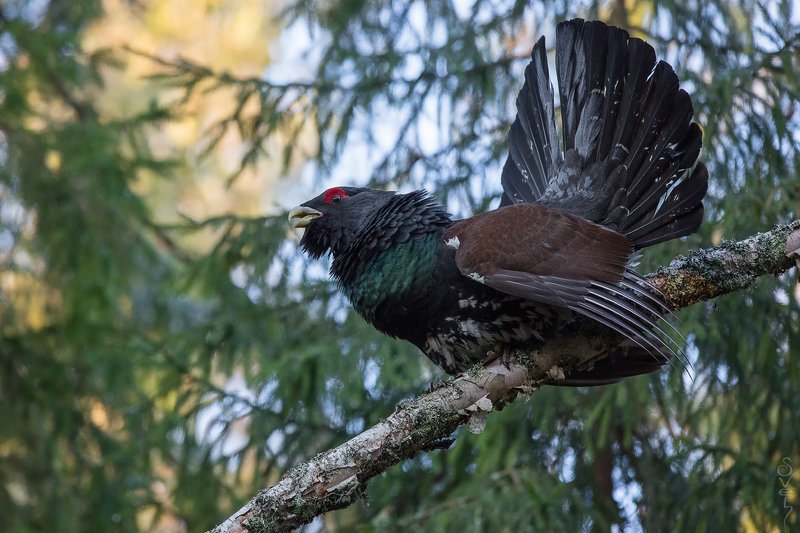 глухарь, глухариный ток глухарь икс. начало. фото превью