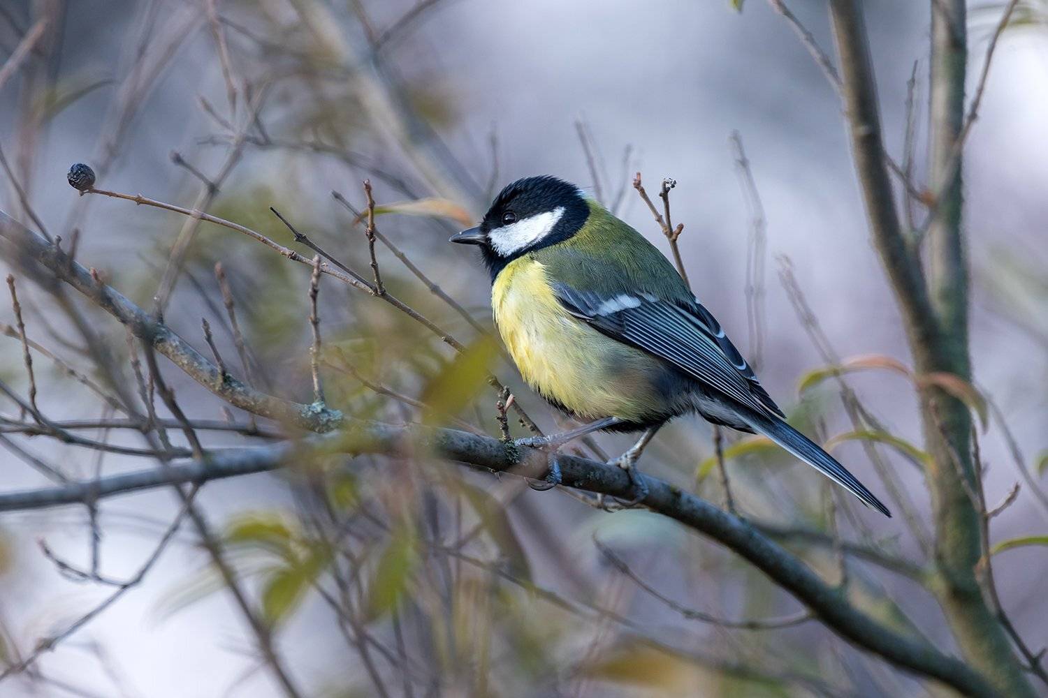 , Илья Михеев