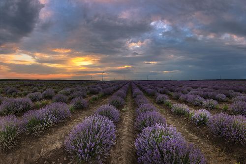 lavender field