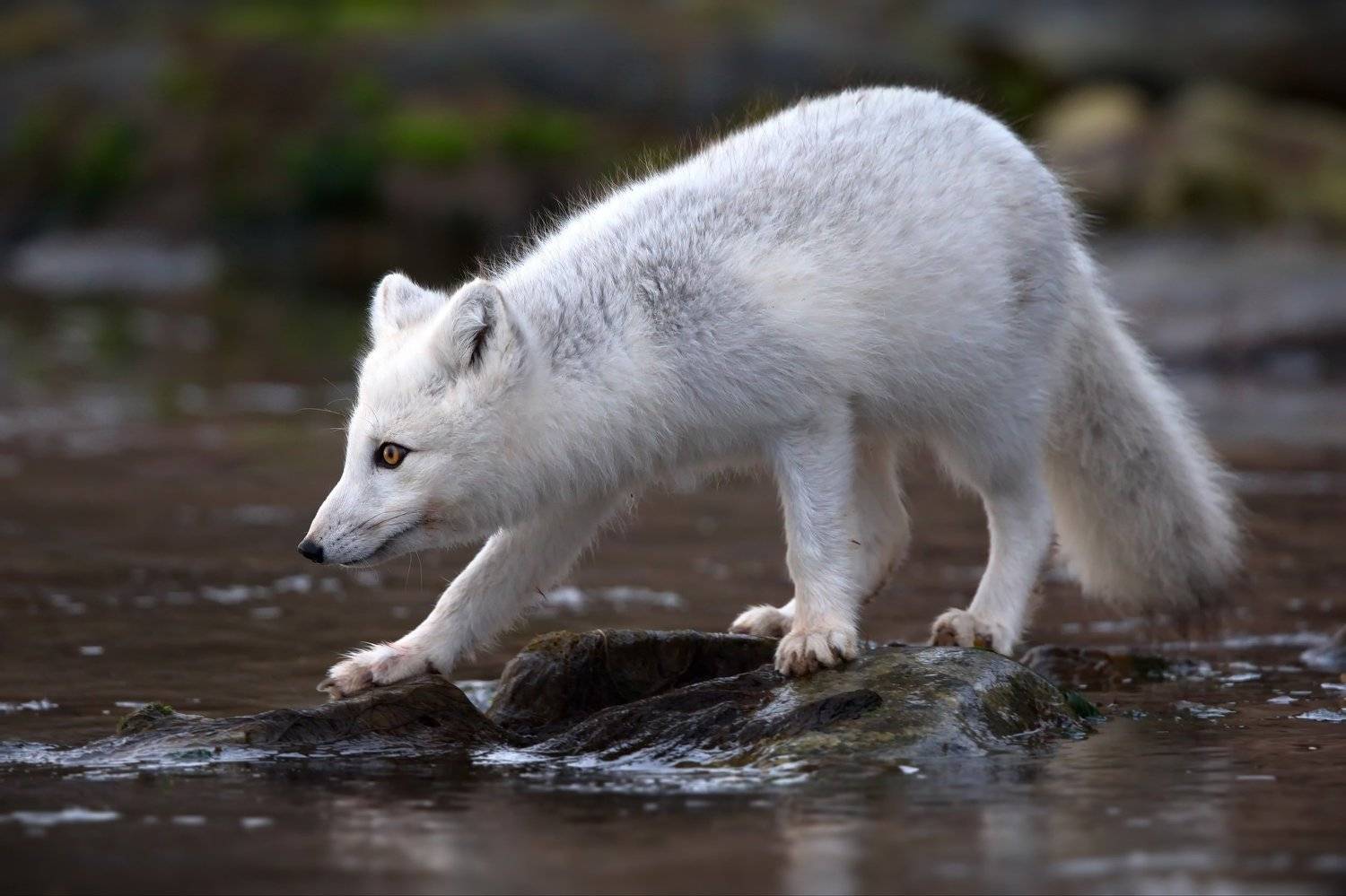 , Александр Перов