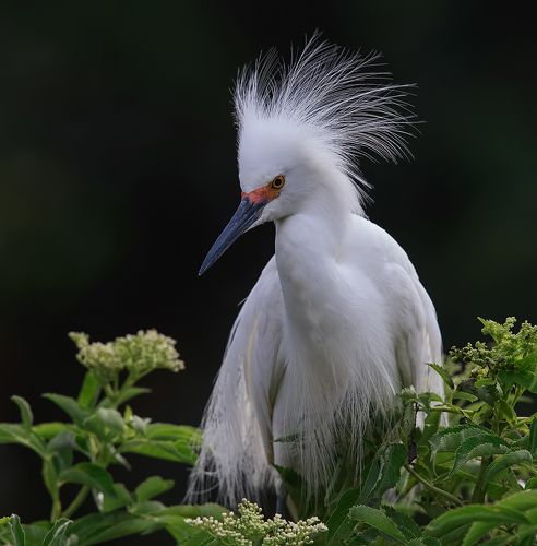 Happy New Year! Американская белая цапля - Snowy Egret.
