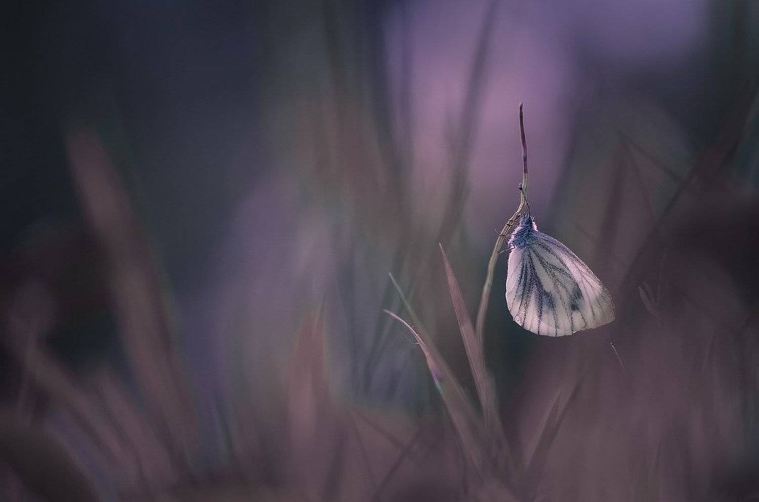 , Вячеслав Мищенко