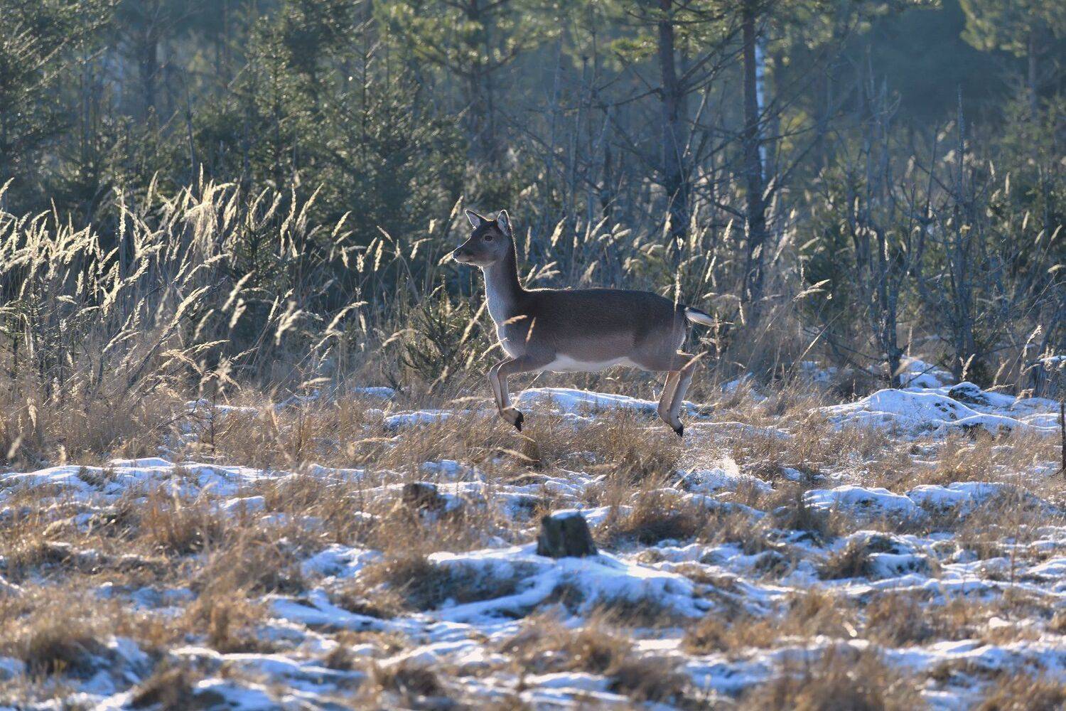 лес,животные,лань,бегущая, Виталий Полуэктов