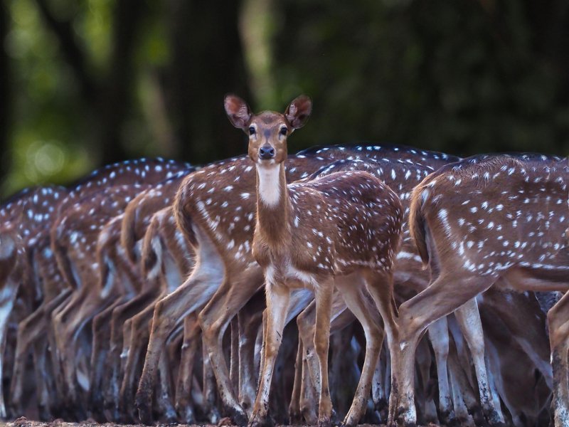 #rusatutul #Axiaxis Antimainstream фото превью