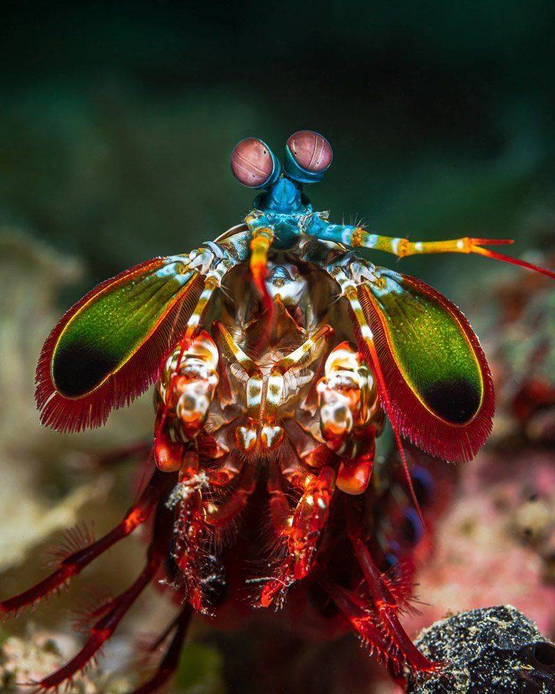 , Андрей Савин