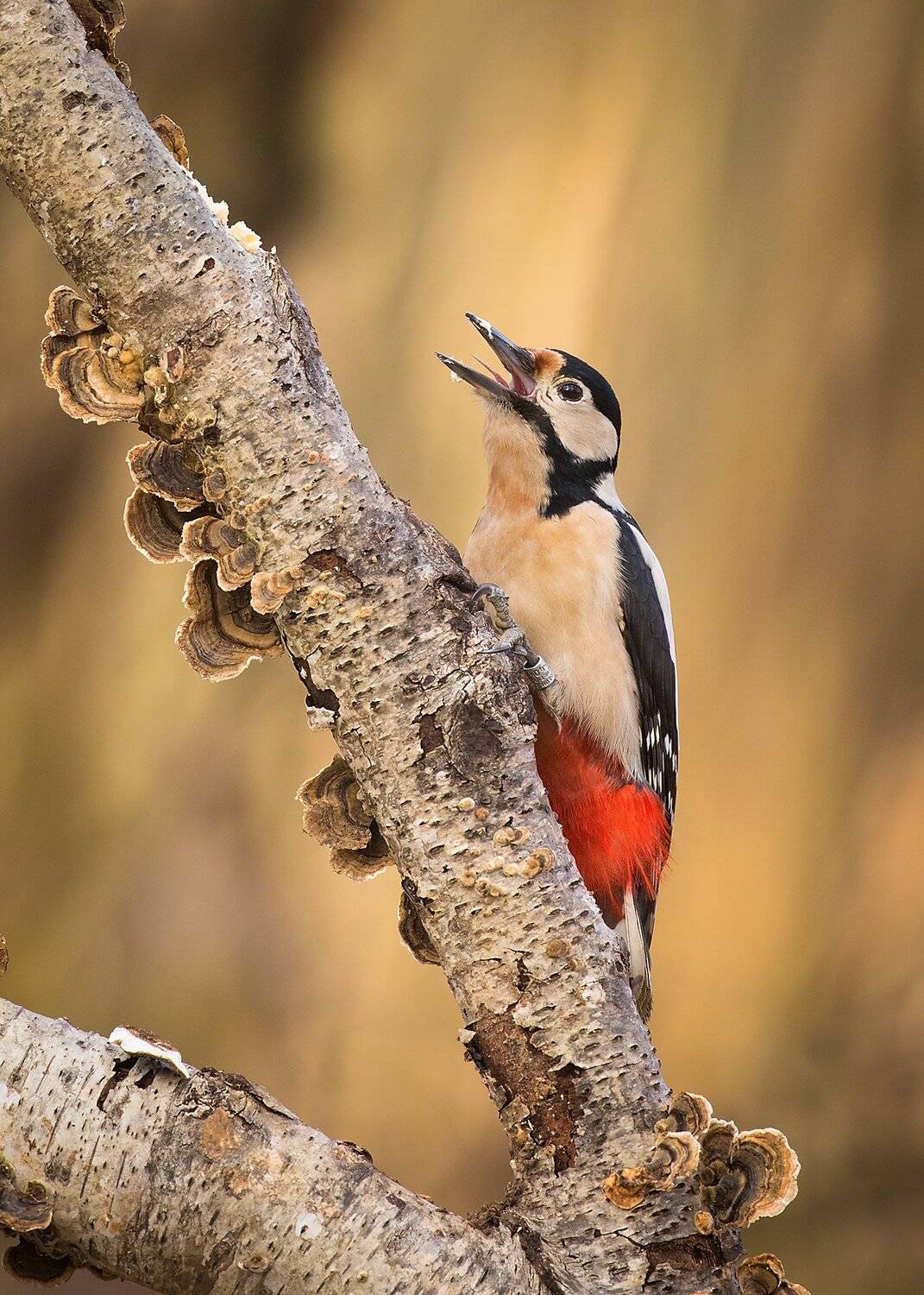, Robert Adamec