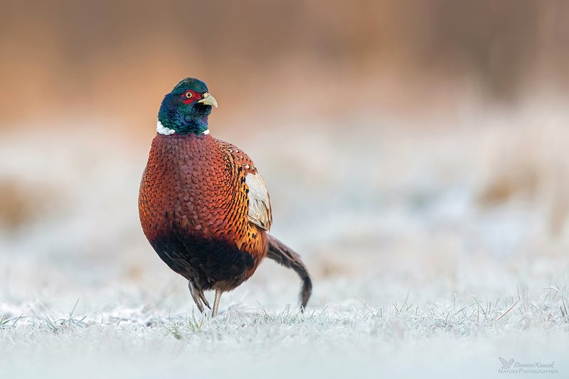 Przymrozek фото превью